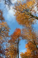 Farbenexplosion in die Baume im Herbst