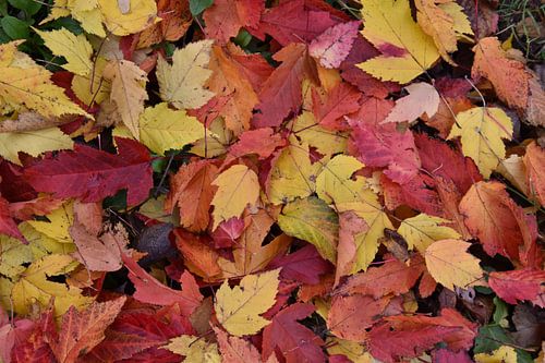 Het gebladerte van de herfst in het bos