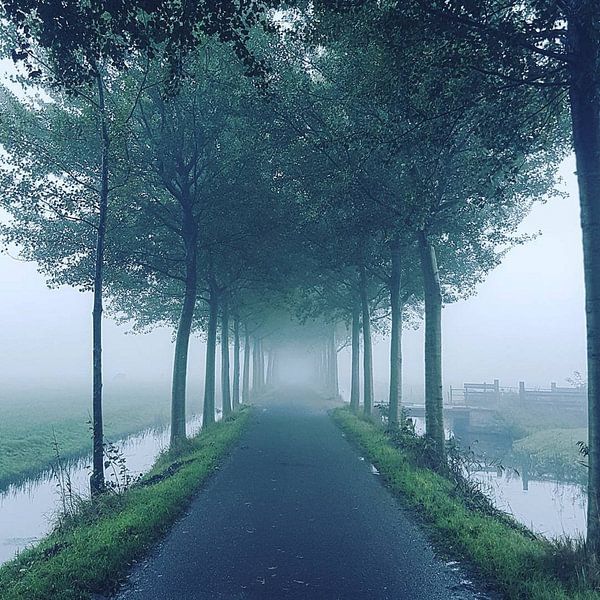 Mist & Bomen van Niels Krommenhoek