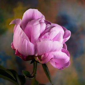 Pivoine sur Bart Uijterlinde