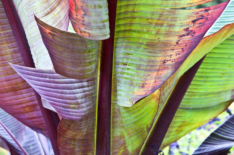 Herbstliche Bananenblatt-Komposition von Silva Wischeropp