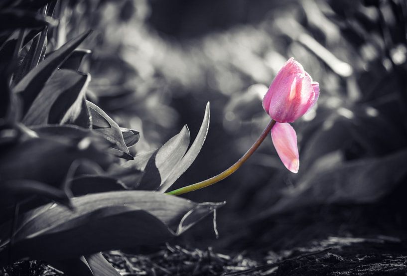 Roze tulp uitstekend in het tulpenveld van Chi