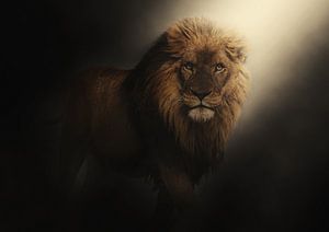 La lumière d'un lion