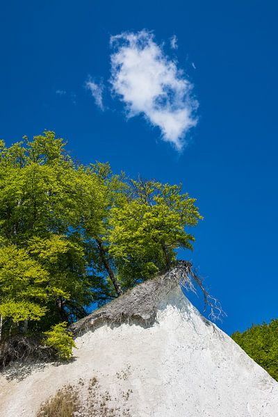 Chalk cliff on shore of the Baltic Sea by Rico Ködder