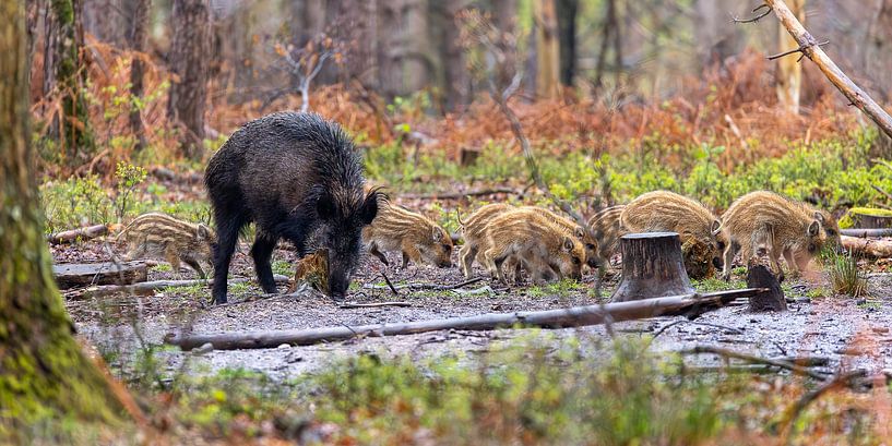 Wild boar with friskies in the forest by Evert Jan Kip