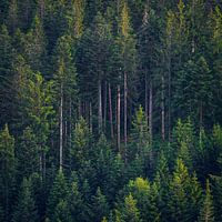 Pine trees on the mountain in France