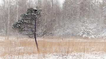 Alleenstaande boom in besneeuwd heidelandschap in Beieren van Robert Ruidl