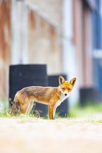 Fuchs von Pim Leijen