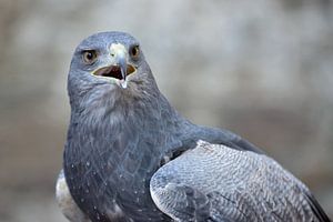 Aguja  ( Geranoaetus melanoleucus ), Blaubussard, Kordillerenadler, kraftvoller Greifvogel aus den A