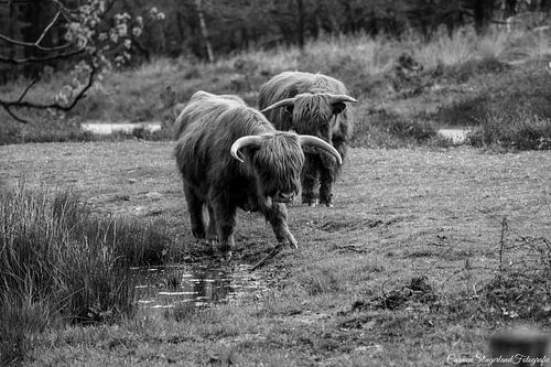 Scottish Highlanders black and white