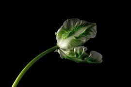 Tulip by Thomas Jäger