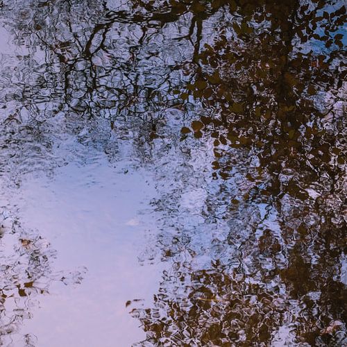 Reflection of trees, branches and leaves in the water. by Idema Media