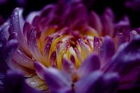 Fleur