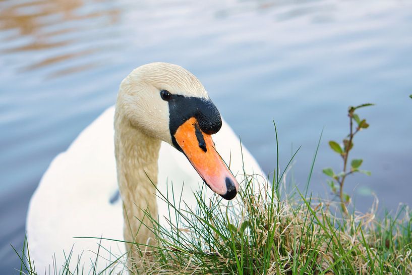 Cygne blanc, cygne tuberculé, sur l'eau. par Martin Köbsch