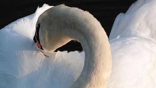 Der Schwan passt gut auf sich selbst auf
