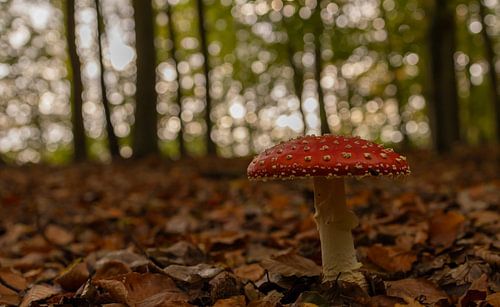 Vliegenzwam tusssen de herfstbladeren