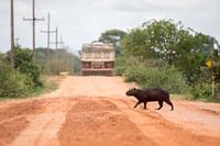 Capybara beim Überqueren der Transpantaneira
