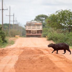 Capybara beim Überqueren der Transpantaneira von Thijs van den Burg