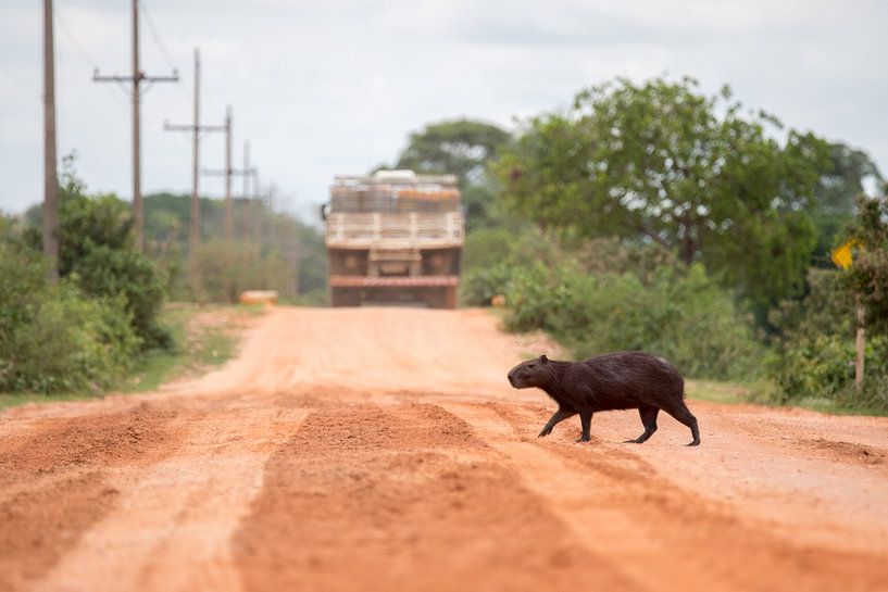 Capybara beim Überqueren der Transpantaneira von Thijs van den Burg