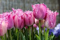 tulpen