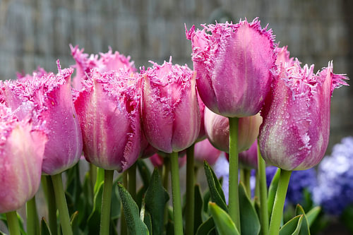 tulipes