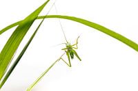 Small acrobat 2