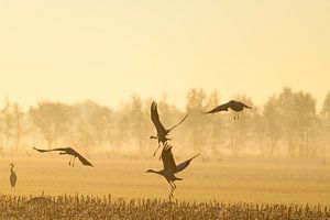 Kraniche, die im weichen Morgenlicht davonfliegen von Sjoerd van der Wal Fotografie