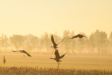 Kraanvogels vliegen over de velden in het zachte vroege ochtendlicht van Sjoerd van der Wal