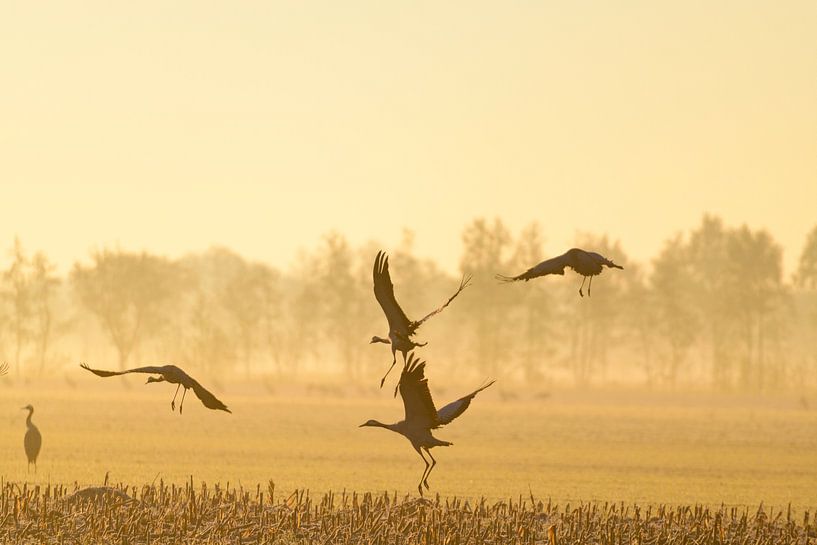 Kraniche, die im weichen Morgenlicht davonfliegen von Sjoerd van der Wal Fotografie