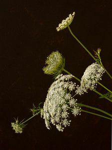 Blumen. Doldenblütlern. Wilde Karotte. 4
