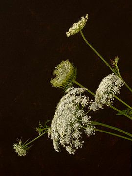 Bloemen. Schermbloemen. Wilde peen. 4 van Alie Ekkelenkamp