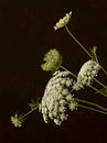 Bloemen. Schermbloemen. Wilde peen. 4 van Alie Ekkelenkamp thumbnail