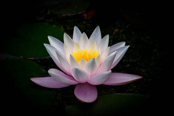 Waterlily by Anita van Gendt