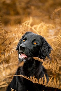 Autumn Harmony - Black Hovawart among Fiery Ferns by Femke Ketelaar