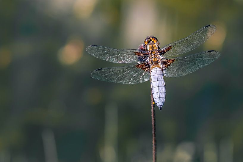 Macro Platbuik Libel van HvNunenfoto