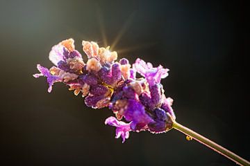 Lavendel van Rob Boon