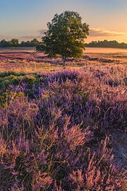 Blühende Gasterse Duinen von Henk Meijer Photography