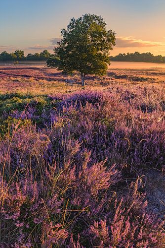 Gasterse Duinen in bloei