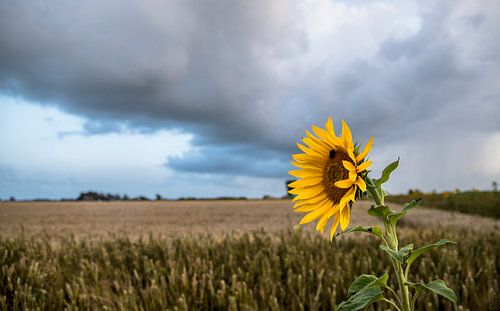 Tournesol avec champ de céréales