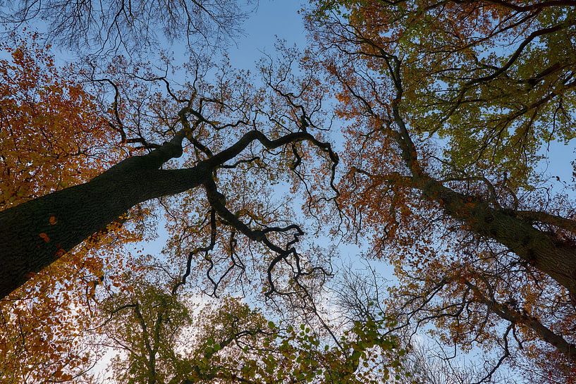 Tree tops in autumn by Ad Jekel