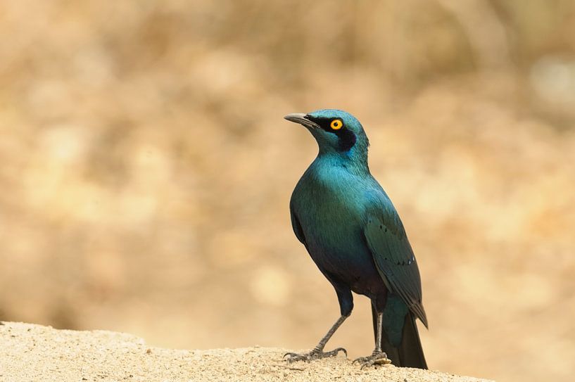 Groenstaartglanspreeuw by Robert van Brug