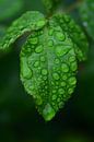 Waterdruppels op een rozenblaadje in de regen van Ulrike Leone thumbnail