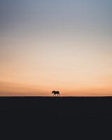 Paard bij zonsondergang