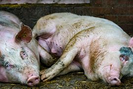 Friends for Life by Truckpowerr