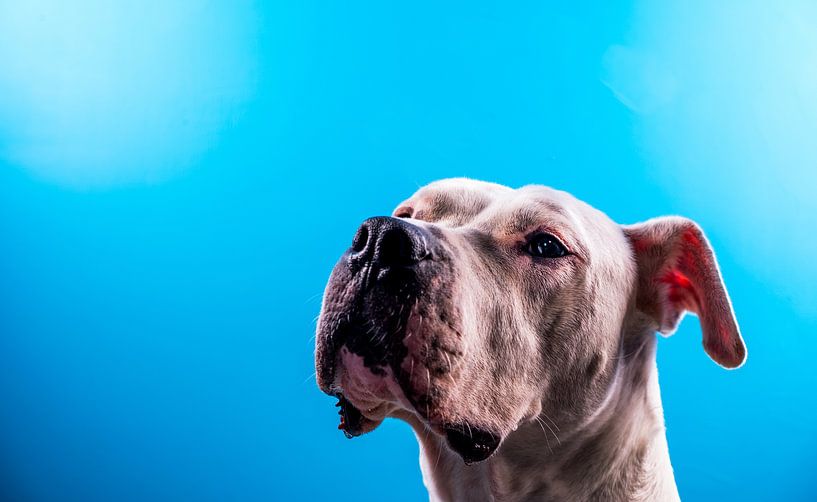 Dog in pose by Tim Briers