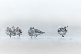 Sanderling by Stijn Smits