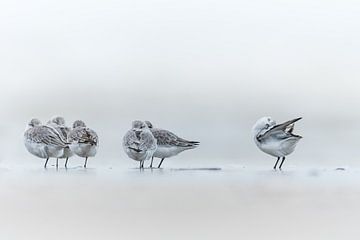 Sanderling von Stijn Smits