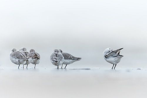 Sanderling