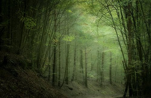 Sentier forestier dans la forêt du Palatinat