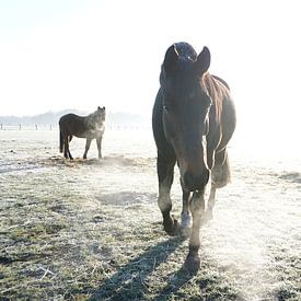 Naderend paard bij opkomende zon von Robert van Nieuwaal